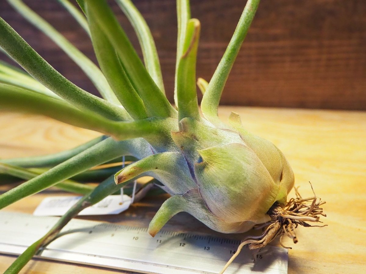 チランジア ドゥラティ ② チランジア ／ ダブルディライト (T.'Double Delight') ＊A02