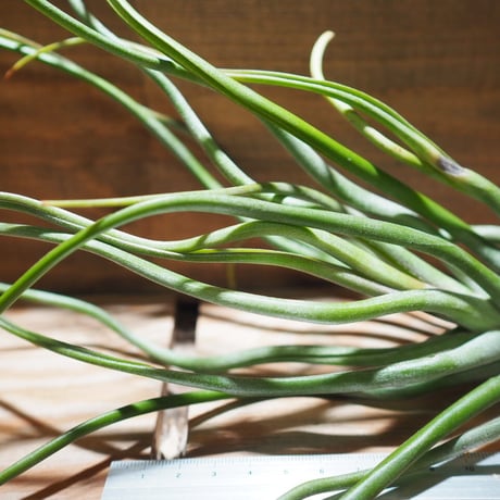 チランジア ／ ストレプトフィラ  × (ブルボーサ × ストレプトフィラ)　(T.streptophylla × (T.bulbosa x T.streptophylla))　＊A01/Feb27