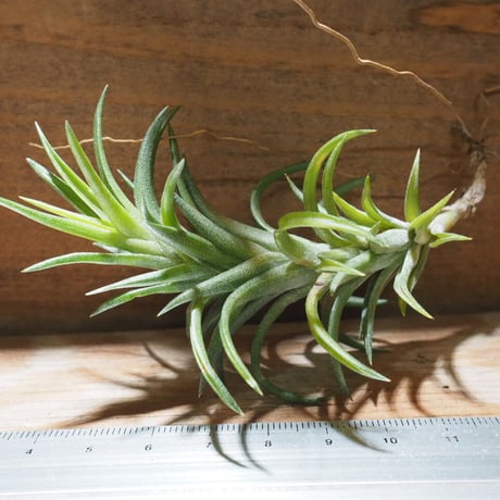 CATEGORY 学名・名称：N | 常葉植物園 Tokiwa Botanical-Garde