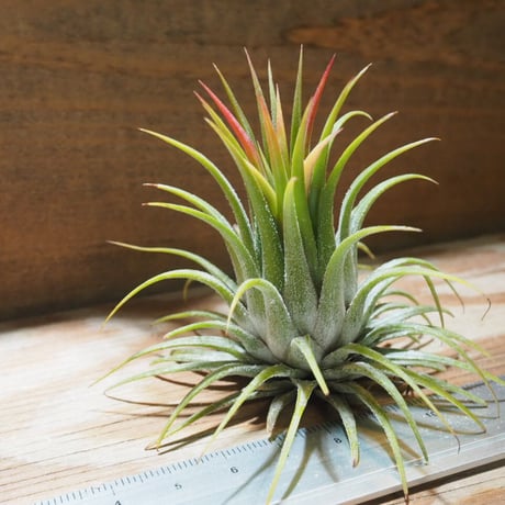 チランジア ／ イオナンタ ストリクタ　(T.ionantha var. stricta)　★EF01/Feb05