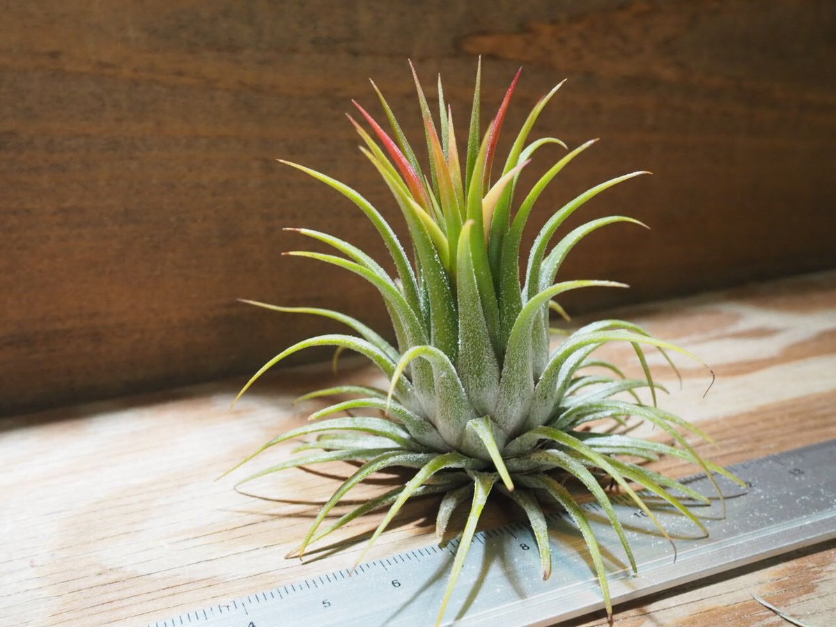 チランジア ／ イオナンタ ストリクタ (T.ionantha var. stricta