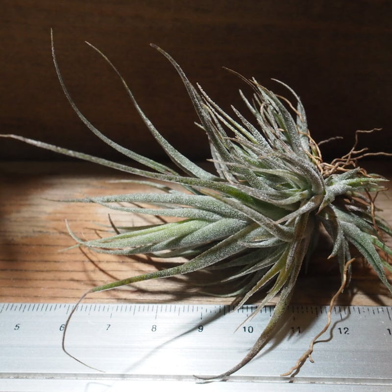 エアープランツ チランジア　エーデルシアナ エアープランツ チランジア エーレルシアナ(1株) | チャーム