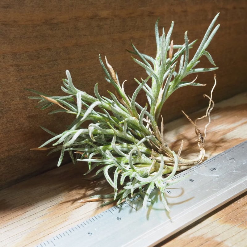 チランジア ／ カピラリス T-Type (T.capillaris) ☆CD01/Jul30