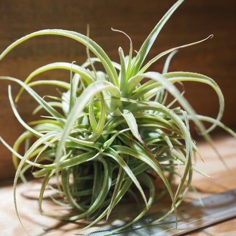 チランジア ／ カクティコラ × プルプレア CL　(T.cacticola × T.purpurea)　＊A01/Mar20