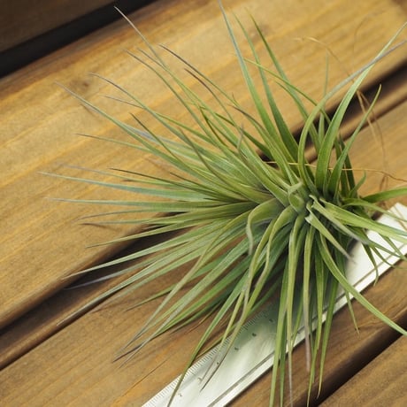 チランジア ／ ストリクタ リオネグロ　(T.stricta 'Rio Negro')