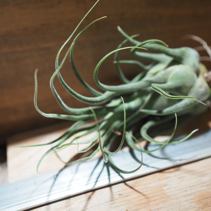 チランジア セレリアナ ミニパープル チランジア セレリアナ ミニパープル Tillandsia seleriana Mini