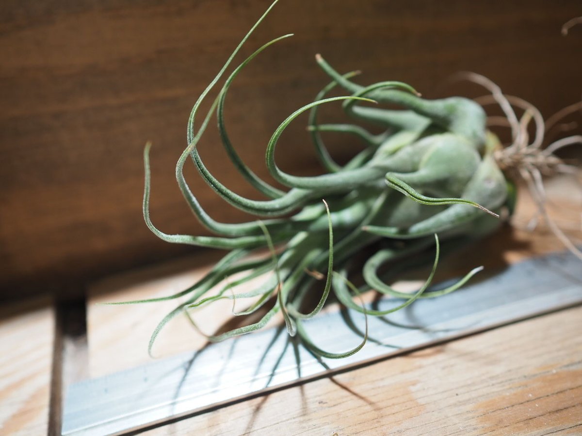 チランジア セレリアナ ミニパープル チランジア セレリアナ ミニパープル Tillandsia seleriana Mini