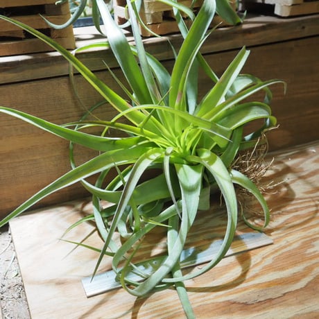 チランジア ／ ストレプトフィラ × キセログラフィカ　(T.streptophylla × T.xerographica)　★ZZ01/Dec22
