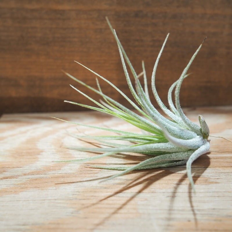 チランジア ／ 入門3点セット Dタイプ (Tillandsia D-type
