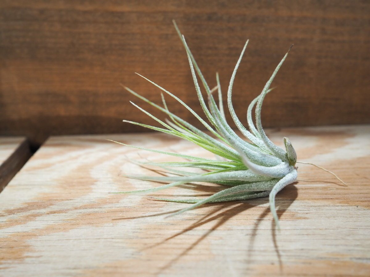 チランジア ／ 入門3点セット Dタイプ (Tillandsia D-type) | 常葉植物