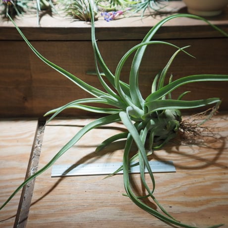 チランジア ／ ストレプトフィラ XL　(T.streptophylla)　＊A01/Jun22-01