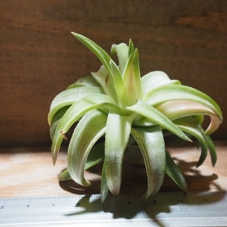 チランジア ／ イオナンタ ヴァンハイニンギー ジャンボ　(T.ionantha var. vanhyningii 'Jumbo') ★タイ農場　★EF01/Feb05