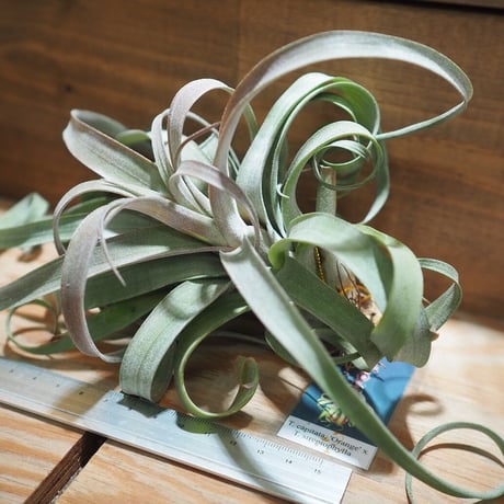 チランジア ／ カピタータ オレンジ × ストレプトフィラ　(T.capitata 'Orange' × T.streptophylla)　＊A01/Oct02