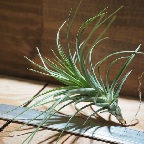 チランジア ／ ストリクタ × テヌイフォリア　(T.stricta × T.tenuifolia)　＊A01/Apr11