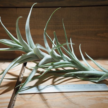 CATEGORY エアプランツ(チランジア)F~J | 常葉植物園 Tokiwa CATEGORY エアプランツ(チランジア)F~J | 常葉植物園 Tokiwa