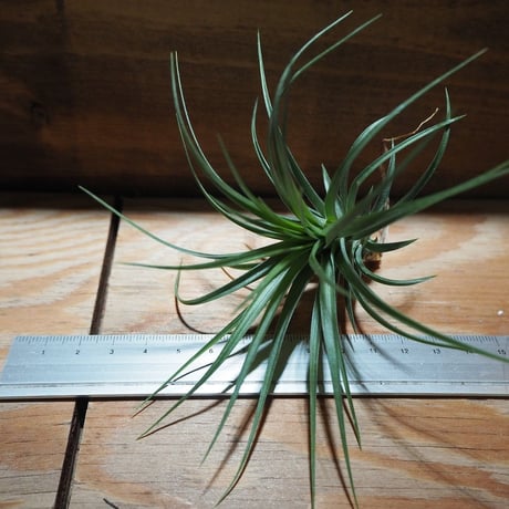 チランジア ／ ストリクタ × テヌイフォリア　(T.stricta × T.tenuifolia)　＊A01/Apr11