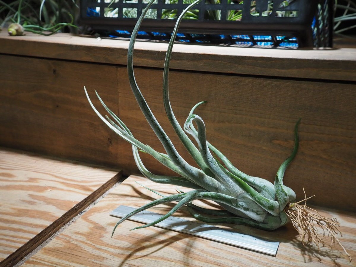 チランジア ／ カプトメデューサ パープル XL (T.caput-medusae 'Purp