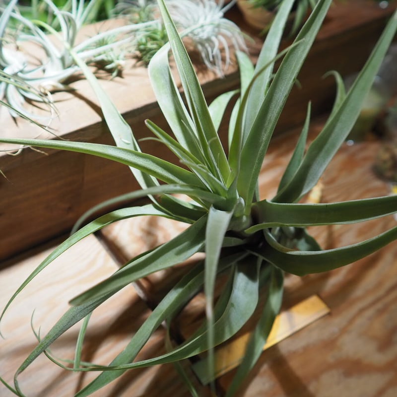 チランジア ／ ラティフォリア アナコンダ XXL (T.latifolia 'Anacond