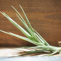 ティランジア　マイスイートローズ チランジア・マイスウィートローズ Tillandsia My Sweet Rose (T