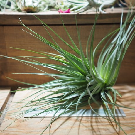 CATEGORY 学名・名称:F | 常葉植物園 Tokiwa Botanical-Garde CATEGORY 学名・名称:F | 常葉植物園 Tokiwa Botanical-Garde