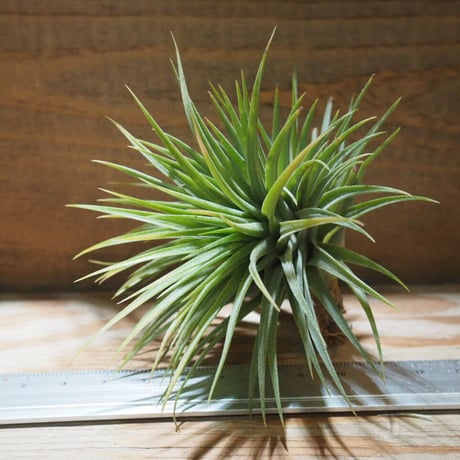 チランジア ／ イオナンタ ファットボーイ　(T.ionantha 'Fat Boy')　★EF01/Feb05