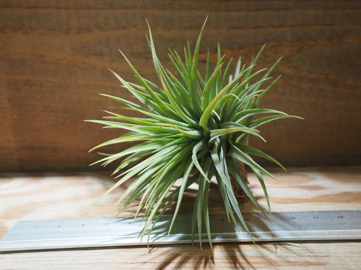 チランジア ／ イオナンタ ファットボーイ (T.ionantha 'Fat Boy