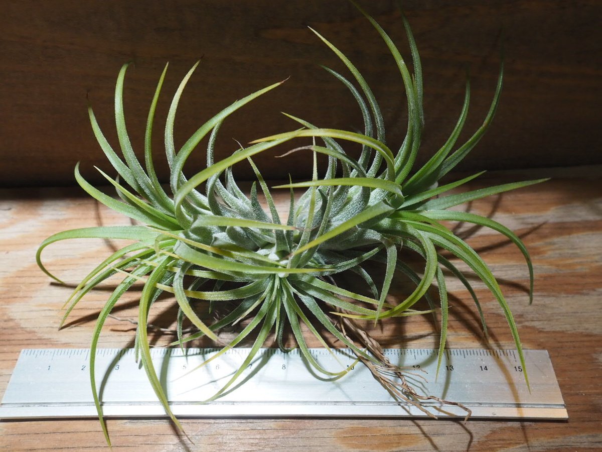 チランジア ／ イオナンタ ドゥルイド CL (T.ionantha 'Druid') ☆CD