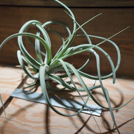 チランジア ／ パウシフォリア × ストレプトフィラ　(T.paucifolia × T.streptophylla)　＊A01/Dec26