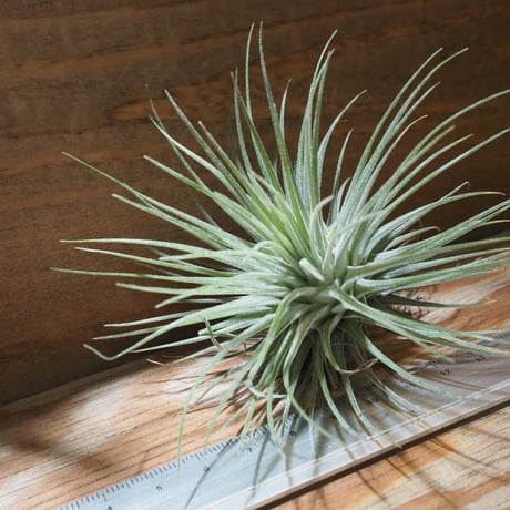 チランジア ／ フクシー フクシー　(T.fuchsii var. fuchsii)　★CD01/Feb05