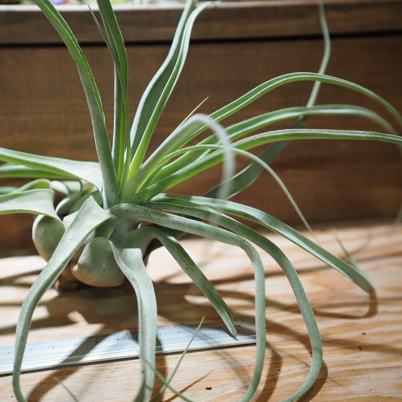 チランジア ／ ストレプトフィラ L (T.streptophylla) ＊A01/Jun22