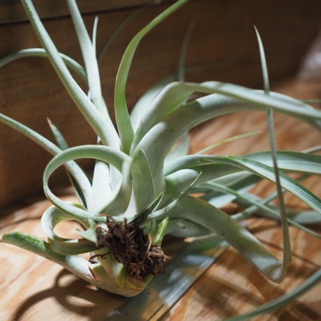 チランジア ／ キセログラフィカ × カピタータ　(T.xerographica × T.capitata)　＊A01/Jul05