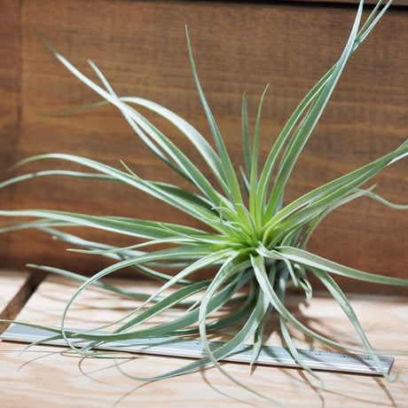 チランジア ／ ストリクタ ギガンティクス　(T.stricta 'Giganticus')　＊A01/Aug27