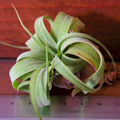 CATEGORY エアプランツ(チランジア) 交配種 | 常葉植物園 CATEGORY エアプランツ(チランジア) 交配種 | 常葉植物園