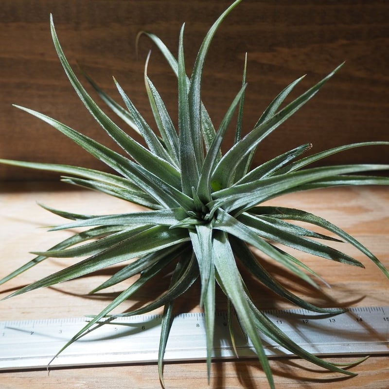 レア) チランジア Bird Rock Tango 子株 チランジア ／ ストリクタ シルバースター (T.stricta 'Silver