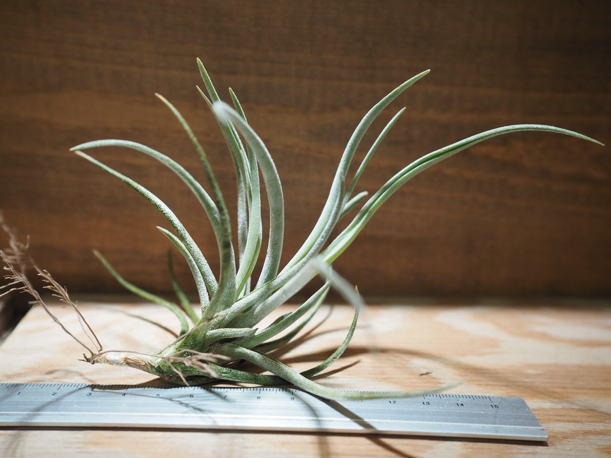 チランジア ／ グラブリオール (T.glabrior) ＊A01/May08 | 常葉植物園