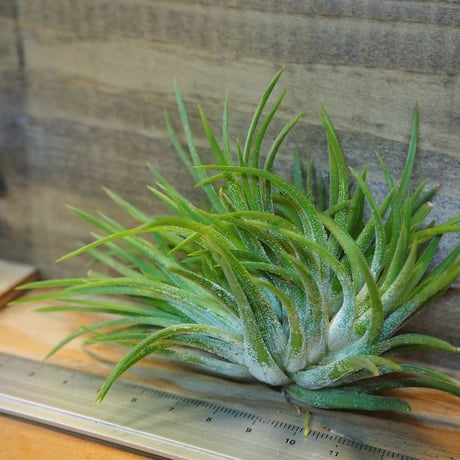チランジア ／ イオナンタ クレステッドフォーム　(T.ionantha 'Crested Form')　＊A02/Oct22