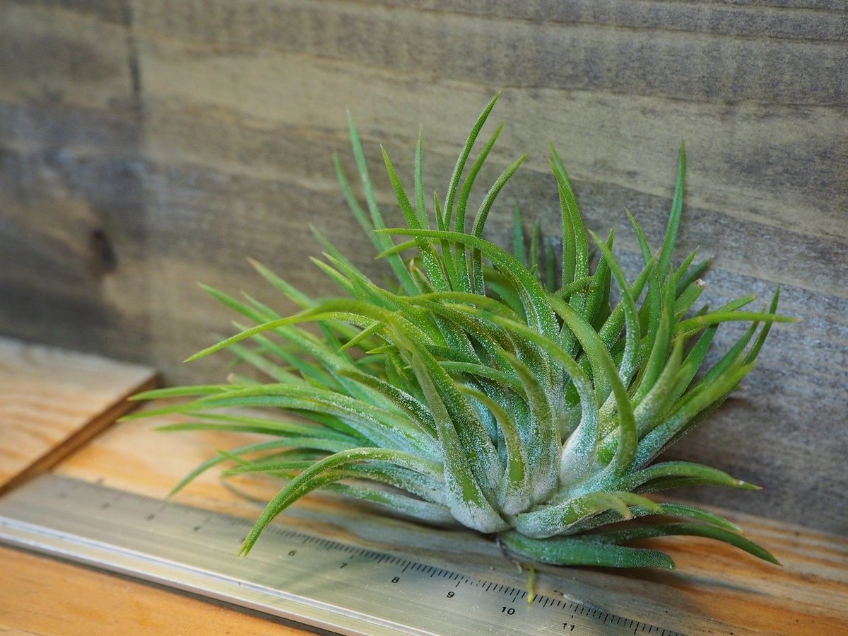 Tillandsia Ionantha Crested Form 速達発送 fit=scale-down,w=1200