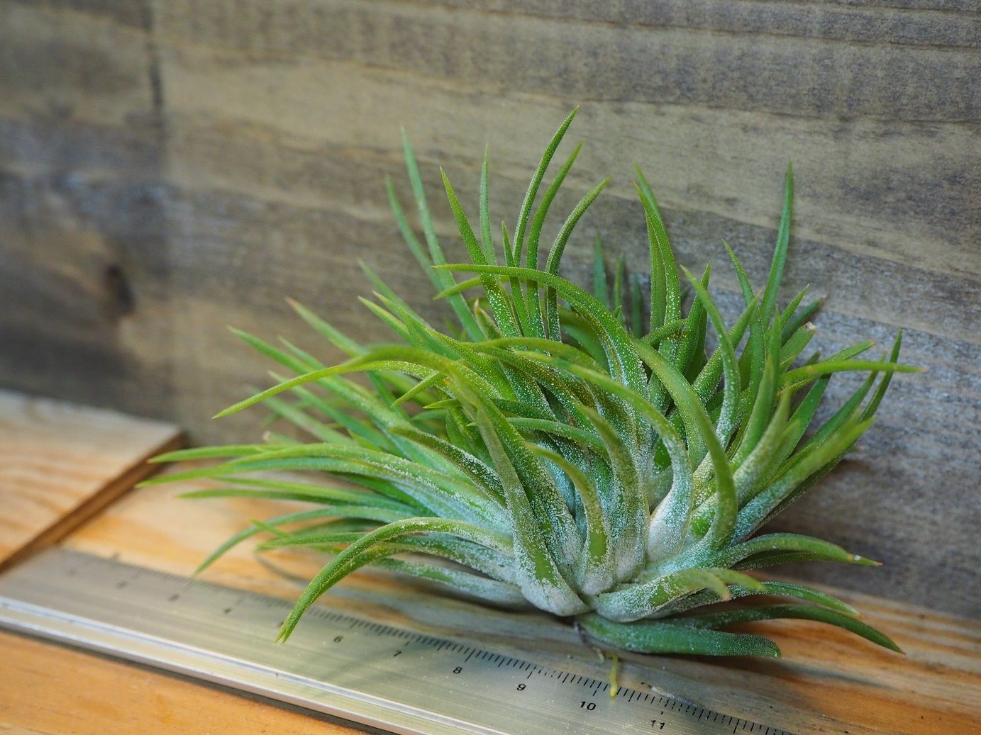 Tillandsia ionantha crested イオナンタ チランジア チランジア ／ イオナンタ クレステッドフォーム (T.ionantha 'Crested