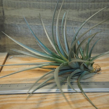CATEGORY 学名・名称:V | 常葉植物園 Tokiwa Botanical-Garde CATEGORY 学名・名称:V | 常葉植物園 Tokiwa Botanical-Garde