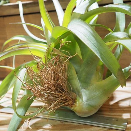 チランジア ／ ストレプトフィラ × キセログラフィカ　(T.streptophylla × T.xerographica)　★ZZ01/Dec22