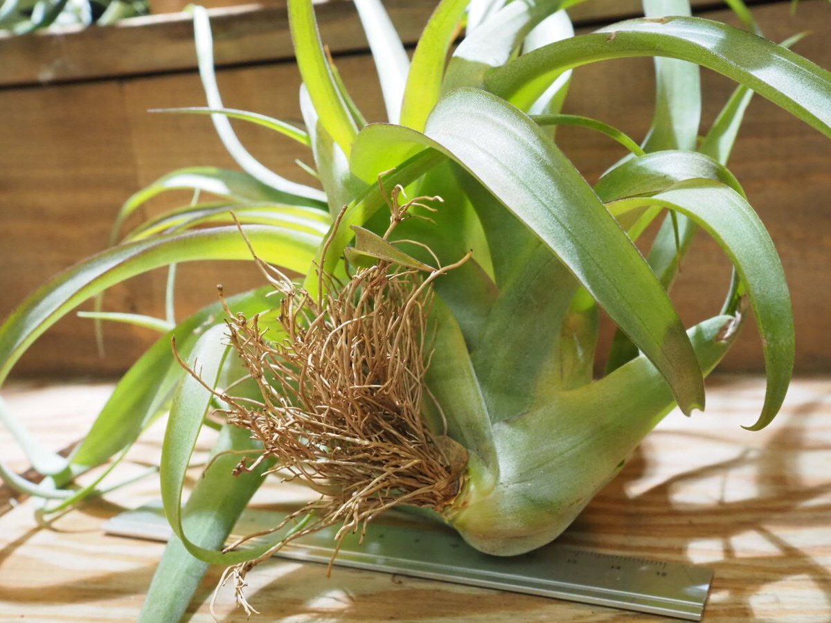 チランジア ／ ストレプトフィラ × キセログラフィカ (T.streptophylla