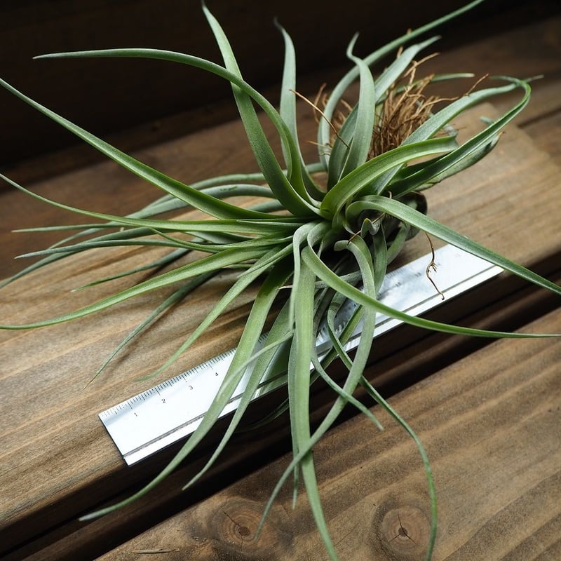 チランジア ／ レッドトーチ (T.'Red Torch') | 常葉植物園 Tokiwa B