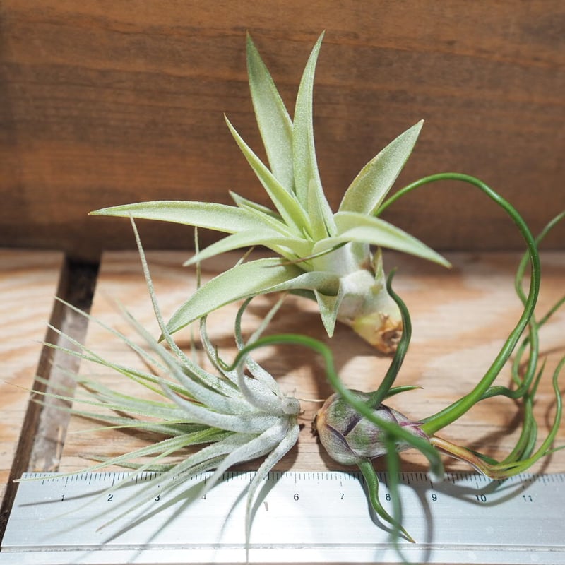 チランジア ／ 入門3点セット Dタイプ (Tillandsia D-type) | 常葉植物
