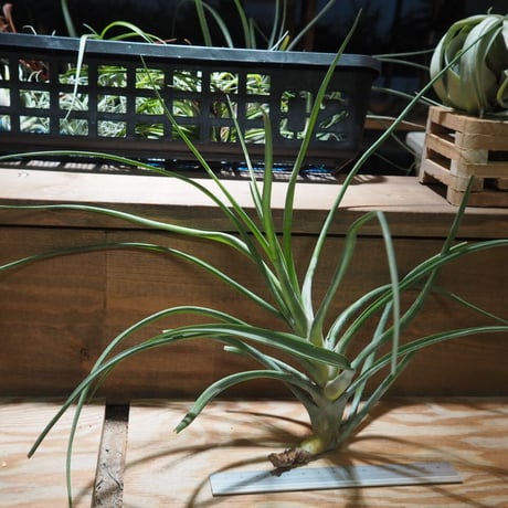 CATEGORY 学名・名称：N | 常葉植物園 Tokiwa Botanical-Garde