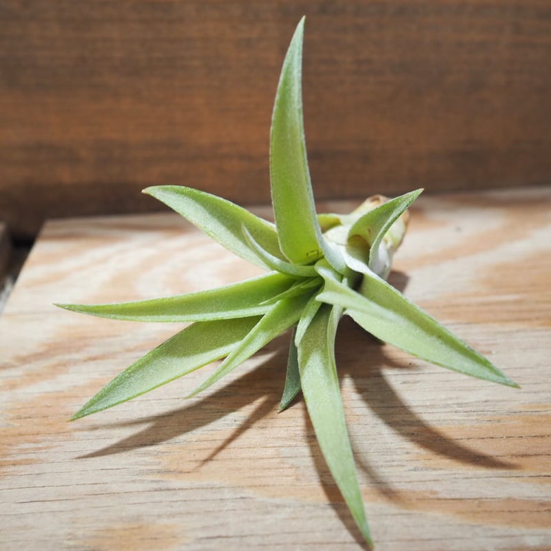 チランジア ／ 入門3点セット Dタイプ (Tillandsia D-type) | 常葉植物