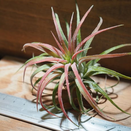 チランジア ／ イオナンタ ロン　(T.ionantha 'Ron') ★タイ農場　＊A01/Feb17-02
