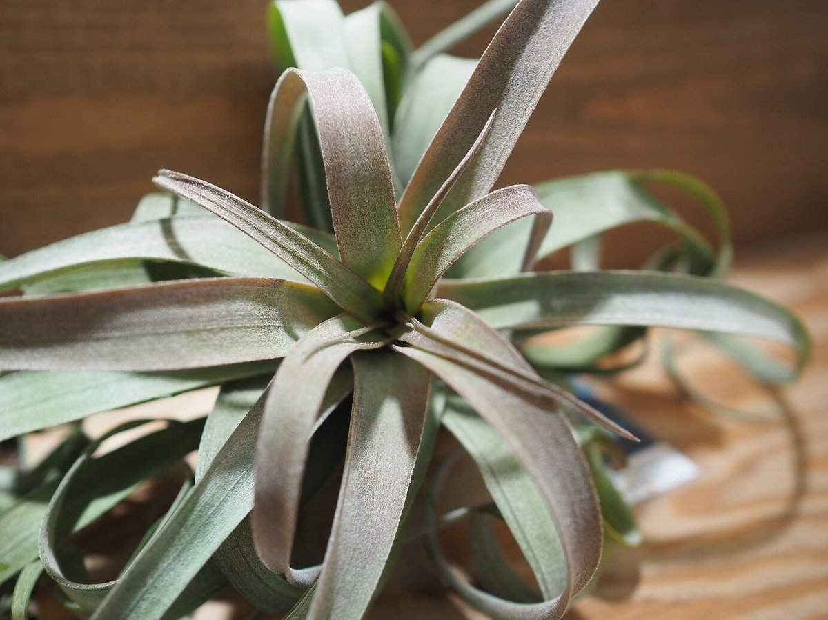 チランジア トロピカルファイヤー(ファシクラータ×ファイヤーオレンジ) チランジア トロピカルファイヤー(ファシクラータ×ファイヤー