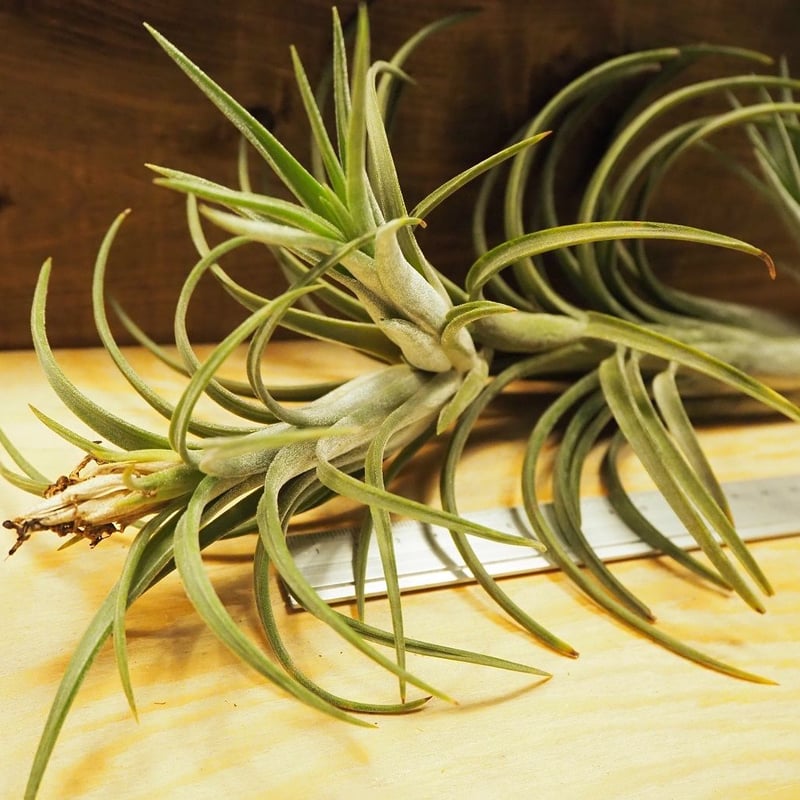 チランジア ／ モルドールファイヤー (T.'Mordor Fire') ＊A02