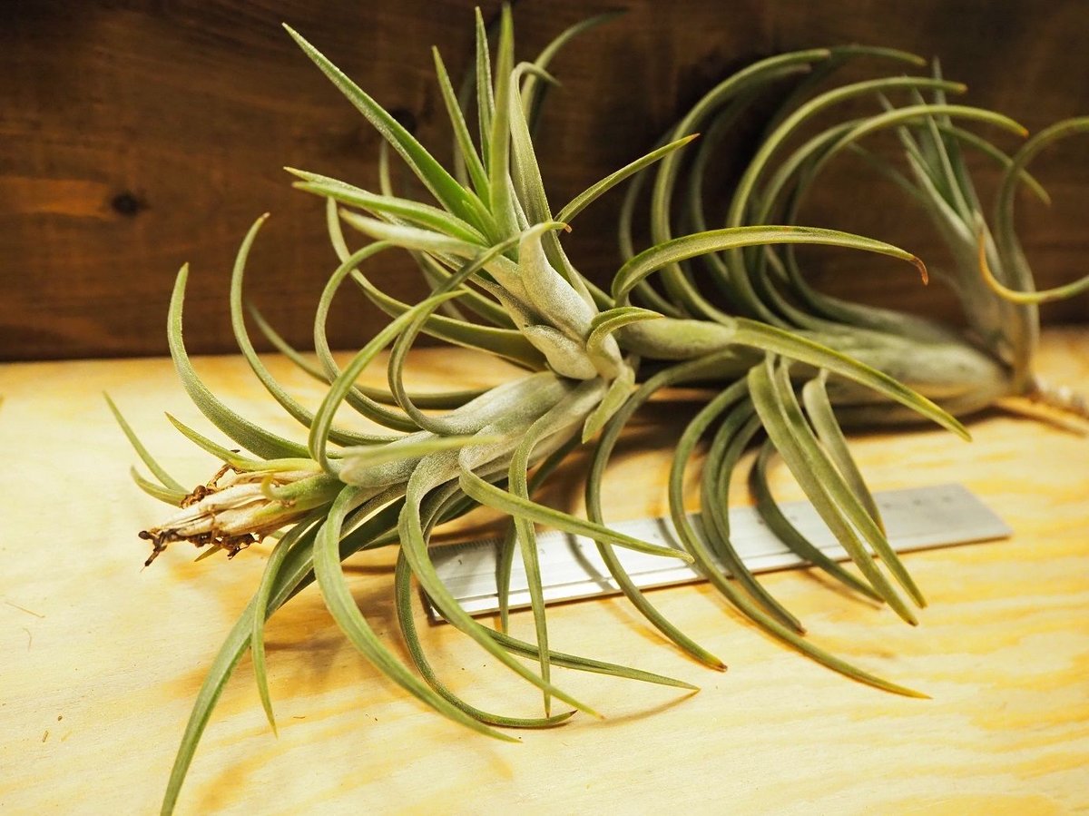 チランジア　Aztec Fire Aztec Fire by Jay Bocook - YouTube