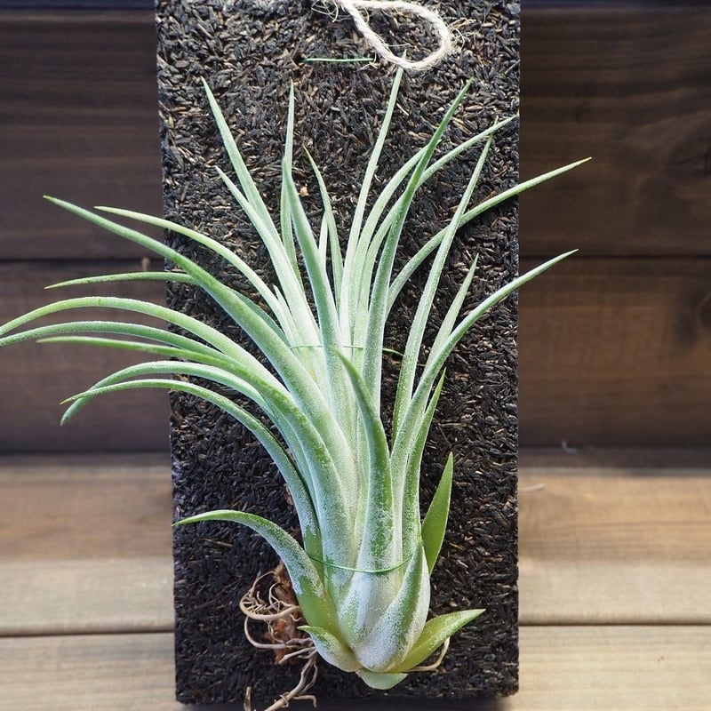 □チランジア着生用プレート (木製) L版 ×1枚 | 常葉植物園 Tokiwa